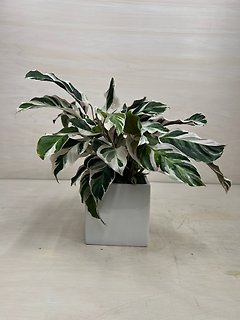 White Fusion Calathea