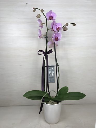 Orchid in Ceramic