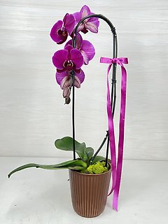 Orchid in Ceramic