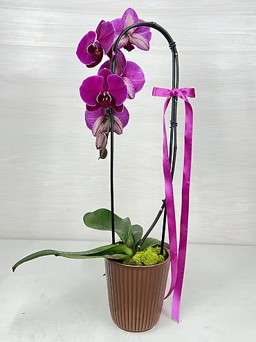 Orchid in Ceramic