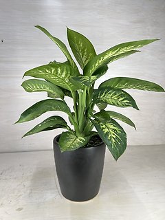 Dieffenbachia