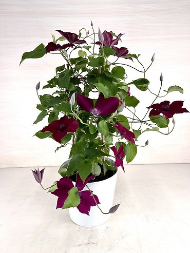 8\" Clematis Patio Planter- Deep purple