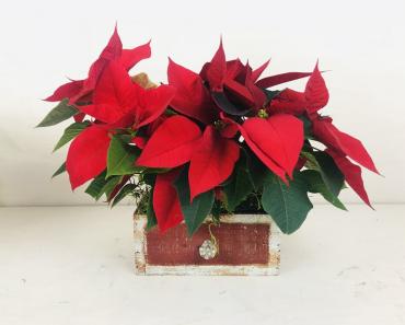 A-drawer-able Poinsettia Duo
