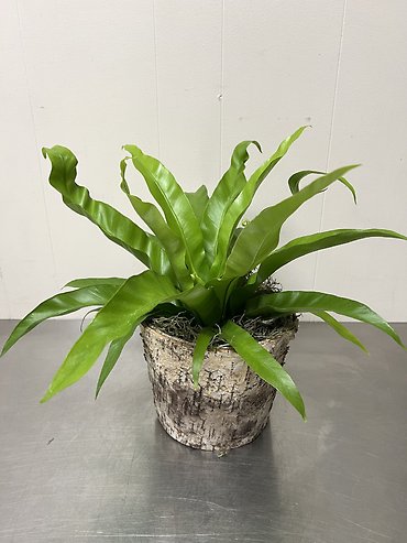 Birds Nest Fern