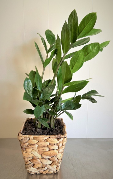 ZZ Plant