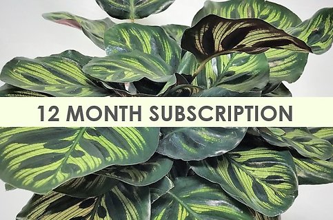 12-Month Plant Subscription