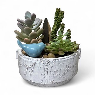 Bluebird Succulent Garden - Small