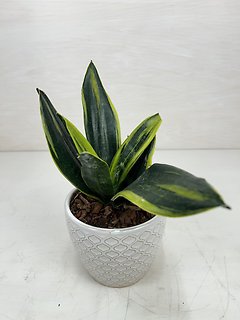 Snake Plant
