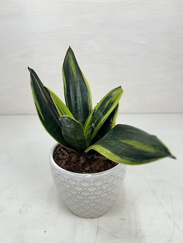 Snake Plant