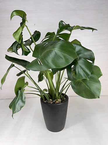Monstera