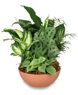 Gift of Green - Dish Garden