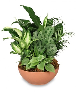 Gift of Green - Dish Garden