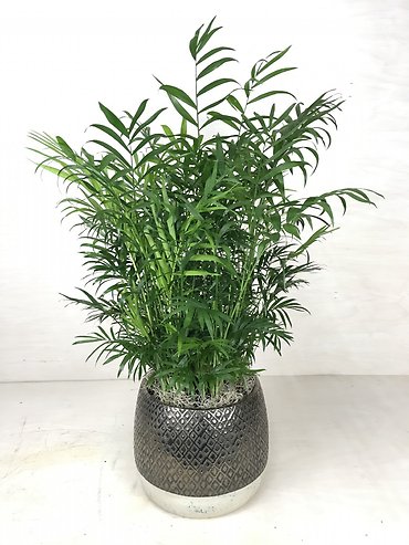 Neanthe Bella Palm