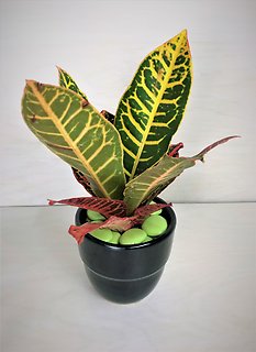Croton Plant (Sm)