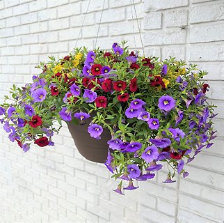 13\" Hanging Flower Basket