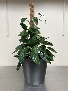 Monstera Peru Pole