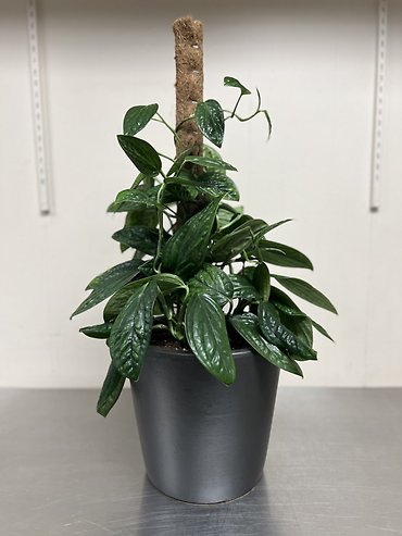 Monstera Peru Pole