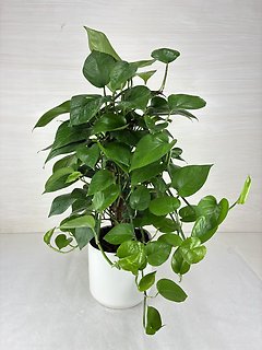 Golden Pothos | Totem Pole