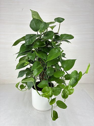 Golden Pothos | Totem Pole