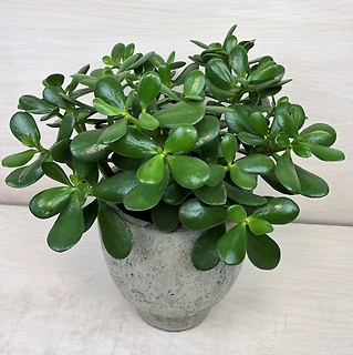 Jade Plant (Lg)