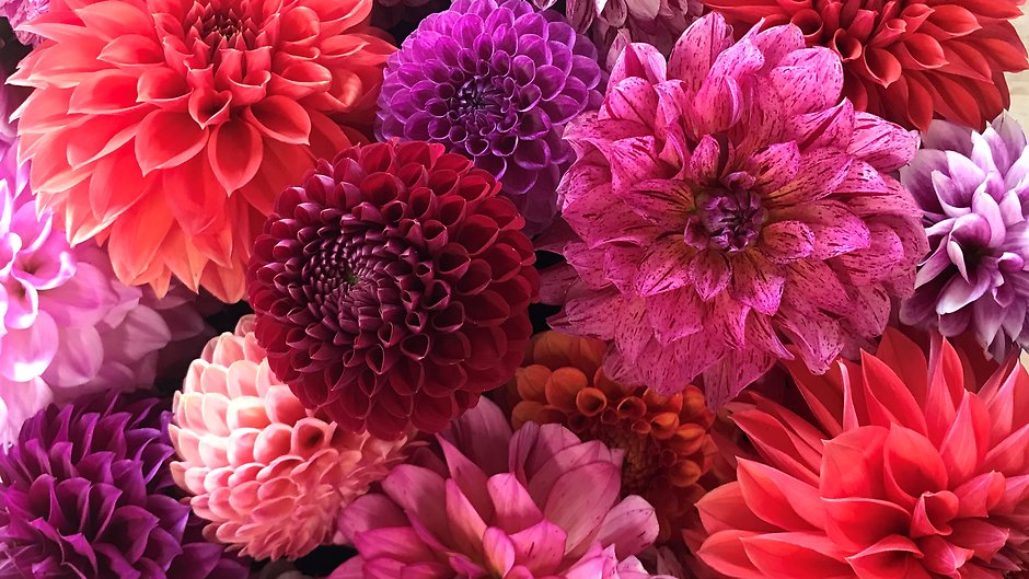 Dahlias