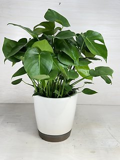 Philodendron Split Leaf