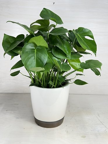 Philodendron Split Leaf