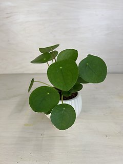 Pilea