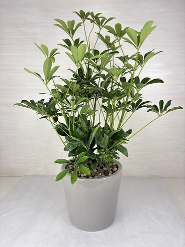 Schefflera Plant