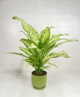 Dieffenbachia