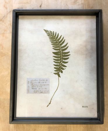 Framed Print - Fern with 1 Frond