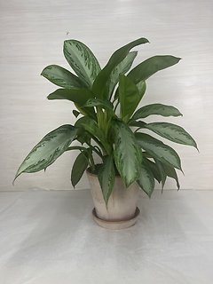 Aglaonema Silver Bay