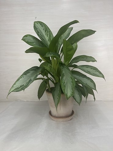 Aglaonema Silver Bay