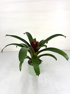 Bromeliad
