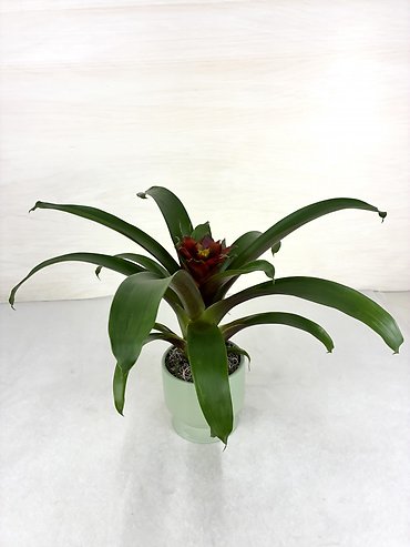 Bromeliad