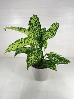 Aglaonema