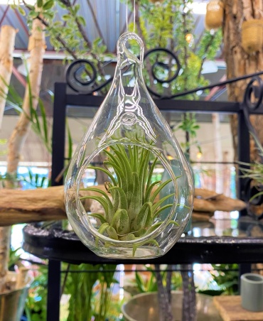 Hanging Teardrop Airplant Duo