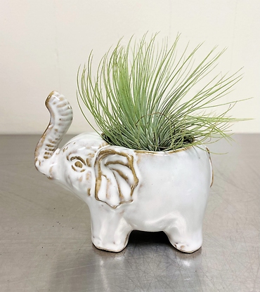 Airplant Elephant Duo