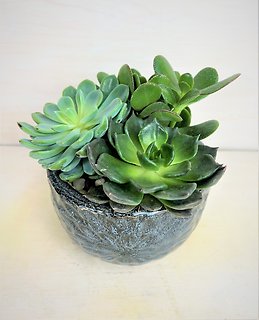 Round Succulent Garden - Small