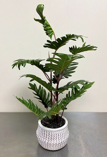 Silk Philodendron Plant