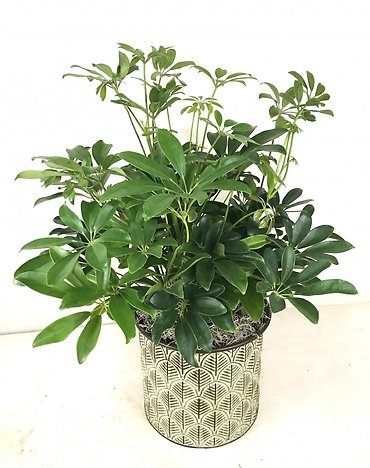 Schefflera Plant