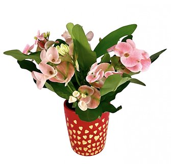 Euphorbia Plant - red container