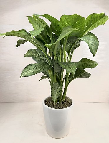 Dieffenbachia