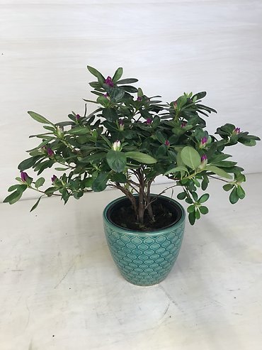 Azalea
