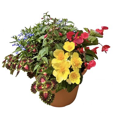 10\" Outdoor Begonia Planter