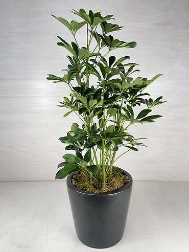 Schefflera Plant-Variegated