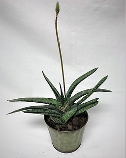 Succulent