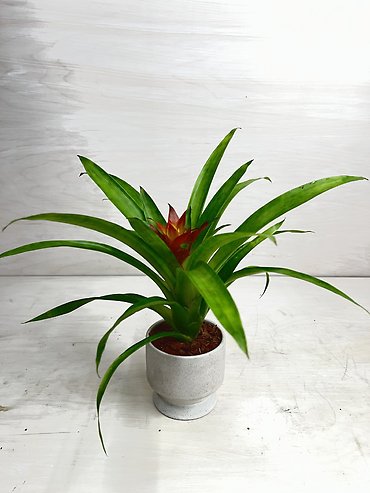 Bromeliad