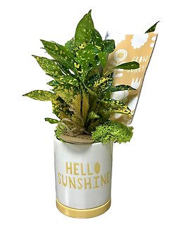 Hello Sunshine Planter