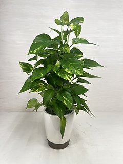 Golden Pothos | Totem Pole